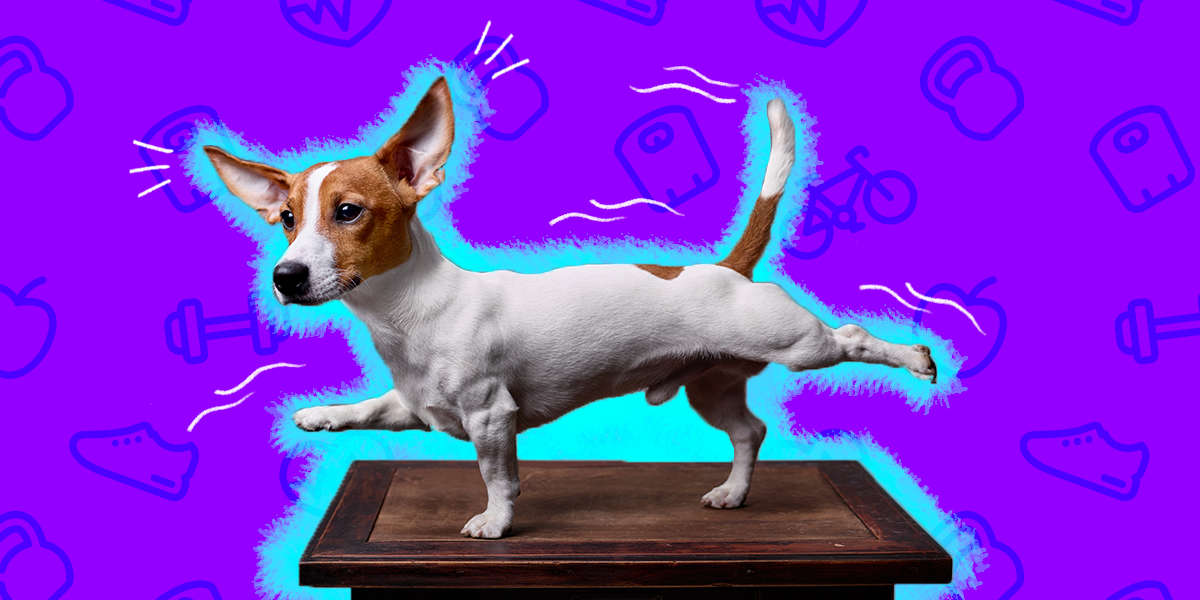 How To Keep Your Dog Fit And Healthy DodoWell The Dodo