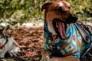 This Dog And Kitten Have The Sweetest Friendship