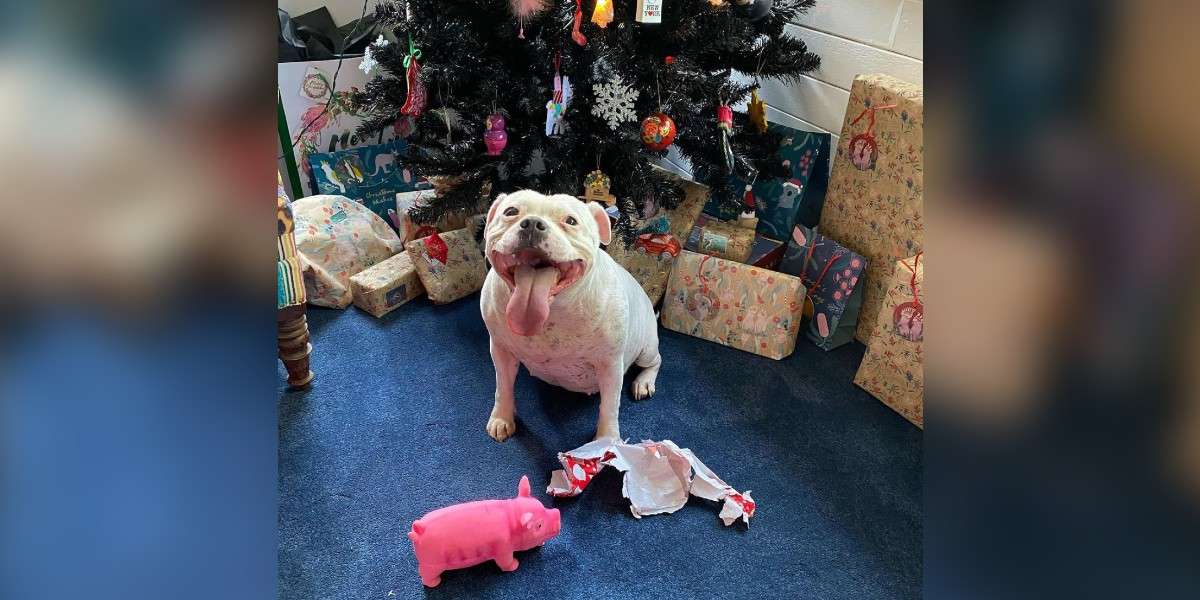 Dog Finds Her Christmas Present And Unwraps It - The Dodo