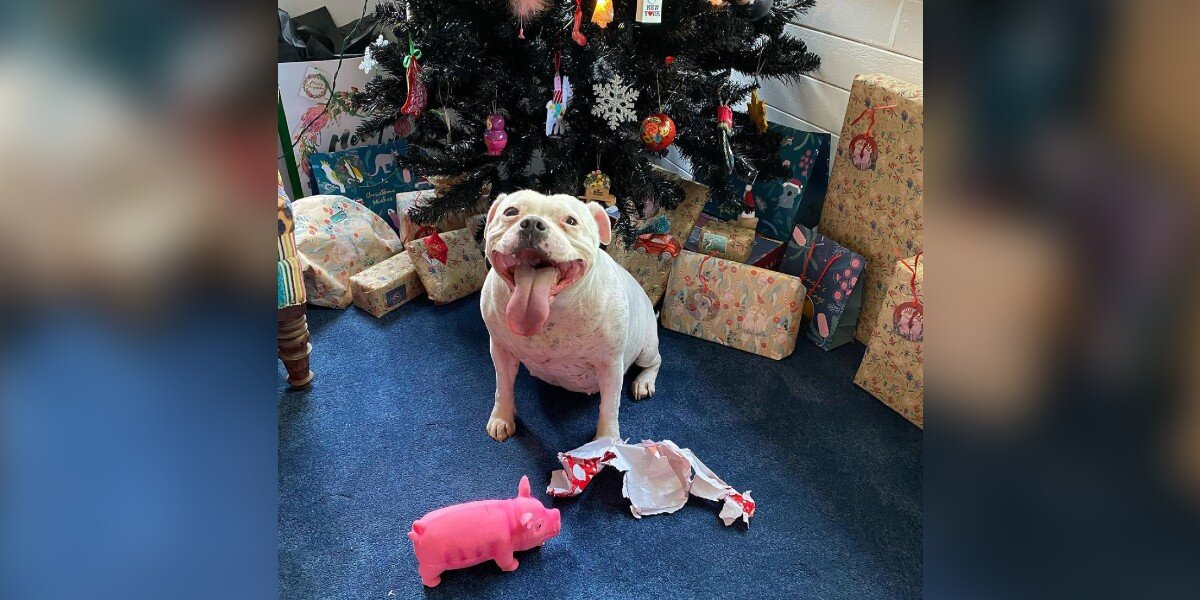 Dog Ripping Open Present Dog Finds Her Christmas Present And Unwraps It - The Dodo