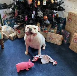 dog steals toy