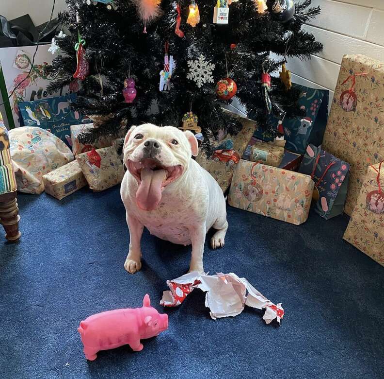 Dog Ripping Open Present Dog Finds Her Christmas Present And Unwraps It - The Dodo