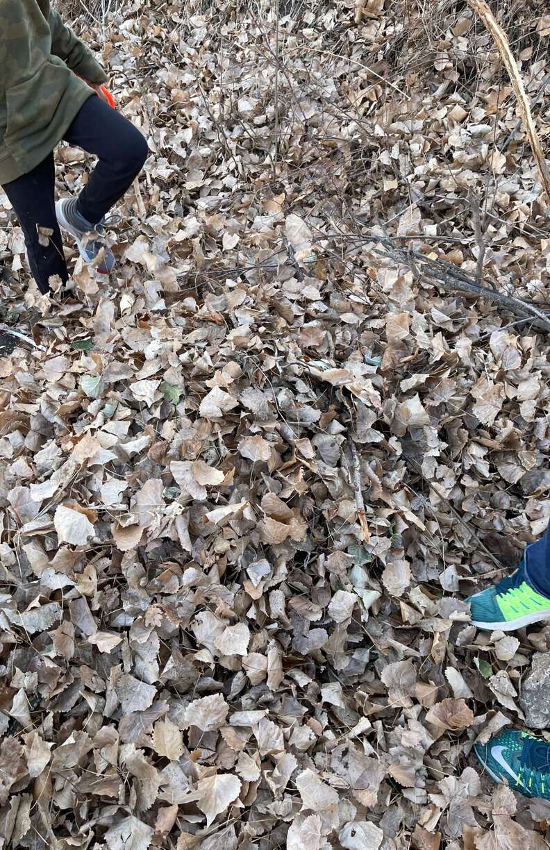 dog hidden in pile of leaves