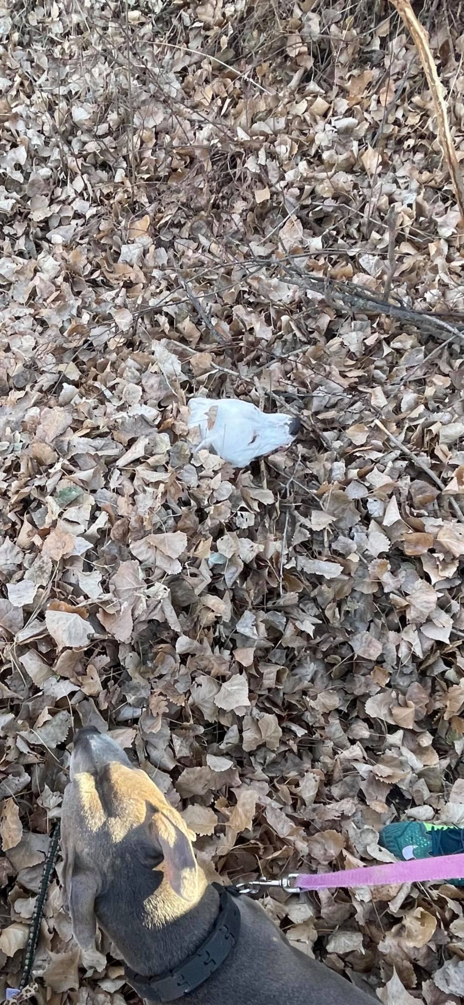 No One Can Find Dog In This Photo Who's Trying To Find Stick - The Dodo