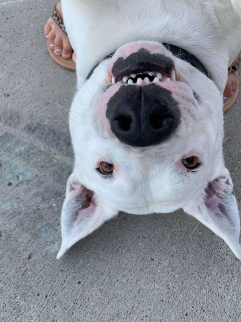 dog smiling