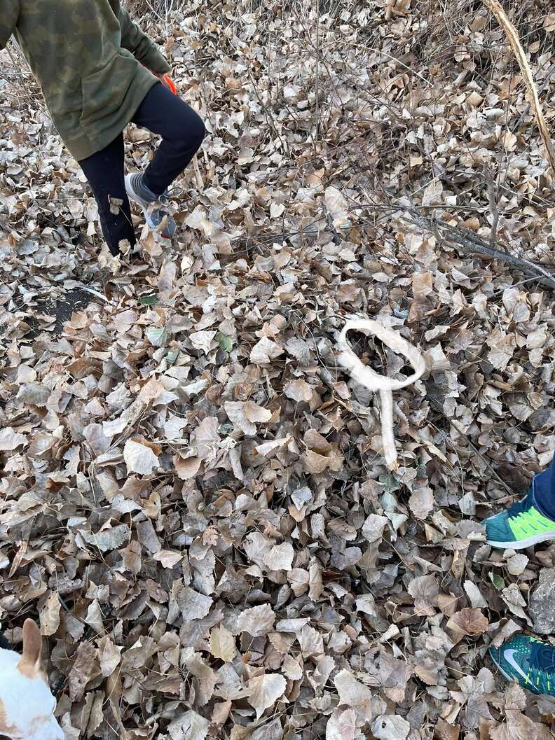 dog hidden in pile of leaves
