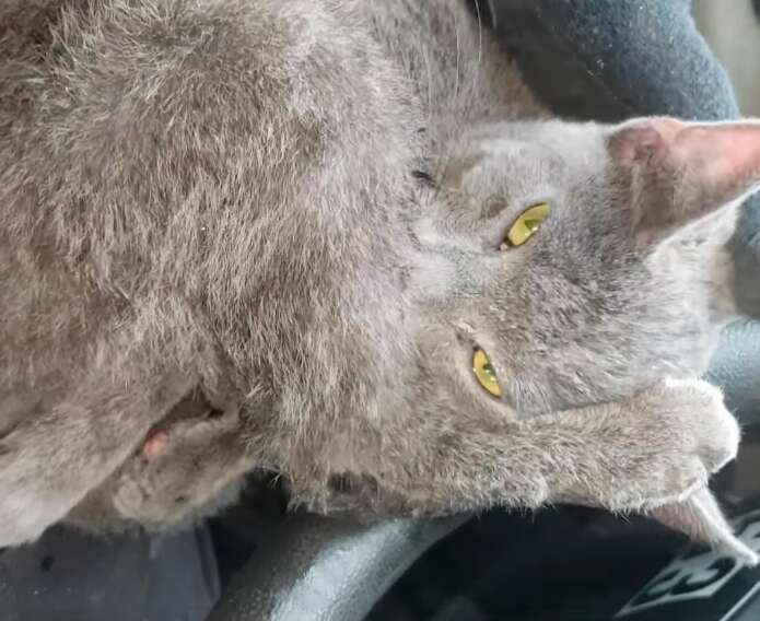 Kitten saved from Lodge Freeway