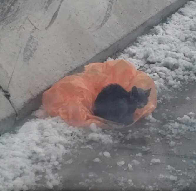 Kitten found on freeway median