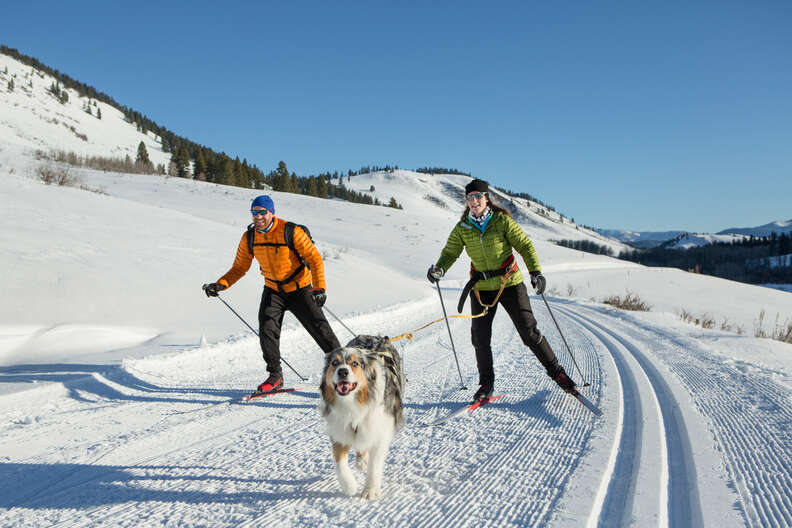 skijoring