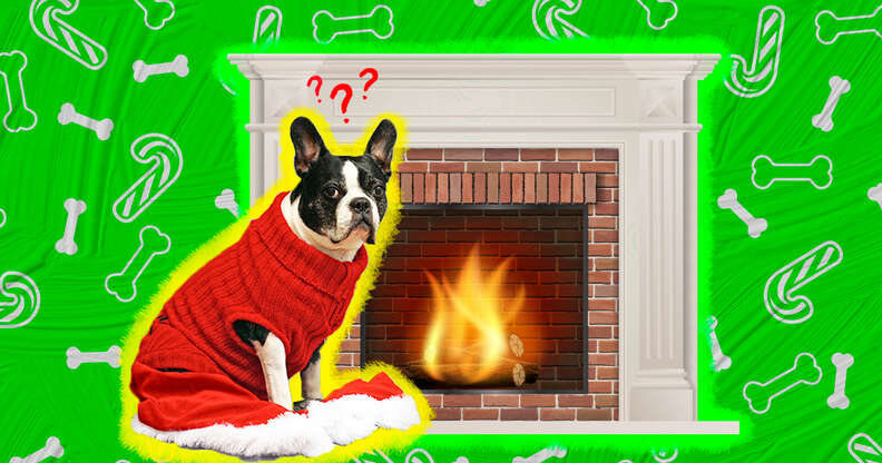 dog in a Christmas sweater with a fireplace