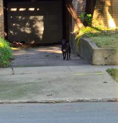 Pittie Gracie on the streets of Chicago