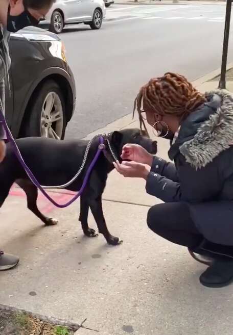Dog is so excited to reunite with mom