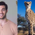 The Secrets Behind the Cheetah’s Speed