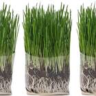 Compostable Cat Grass Growing Kit