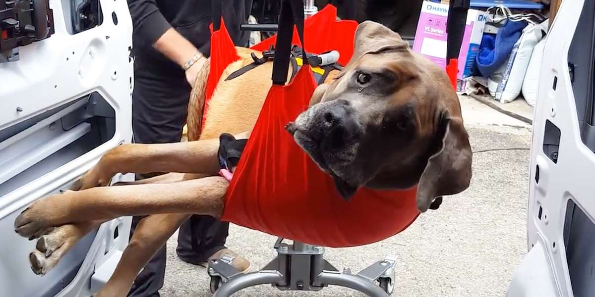 160-Pound Dog Wasn't Supposed To Walk Again - Videos - The Dodo