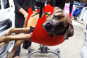 160-Pound Dog Wasn't Supposed To Walk Again