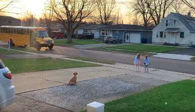 Puppy sees kids on school bus safely