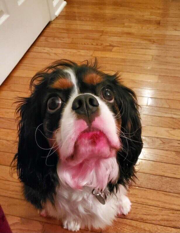 dog eats lipstick