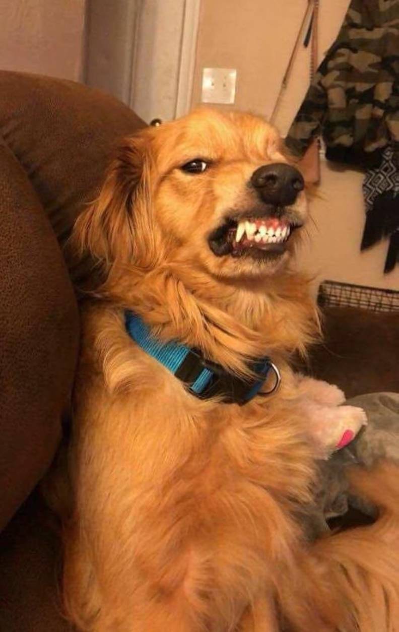 Shelter Said Dog Was Unadoptable Because Of His Smile The Dodo