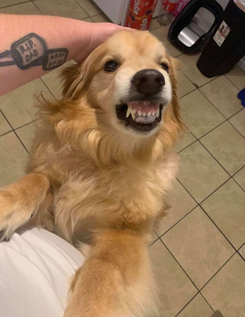 Dog with unadoptable smile