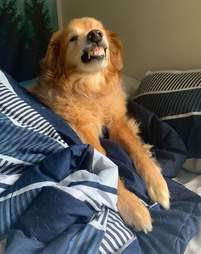 Golden retriever shows off his smile