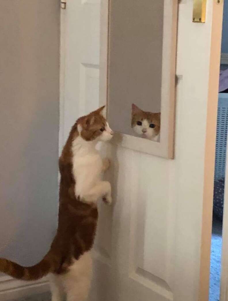 cat looking in the mirror