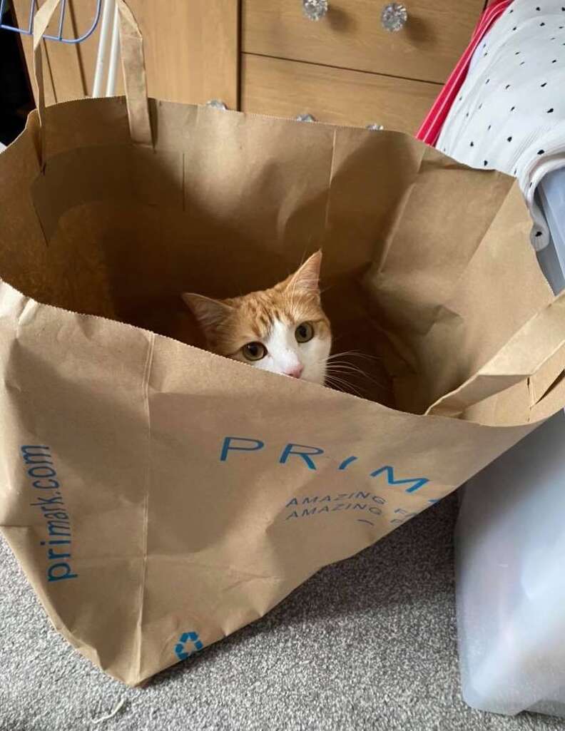 cat in a bag