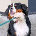 Dramatic Bernese Mountain Dog Hilariously Causes A Scene On Every Walk