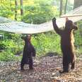 Woman Buys New Hammock For Bear Family In Her Yard