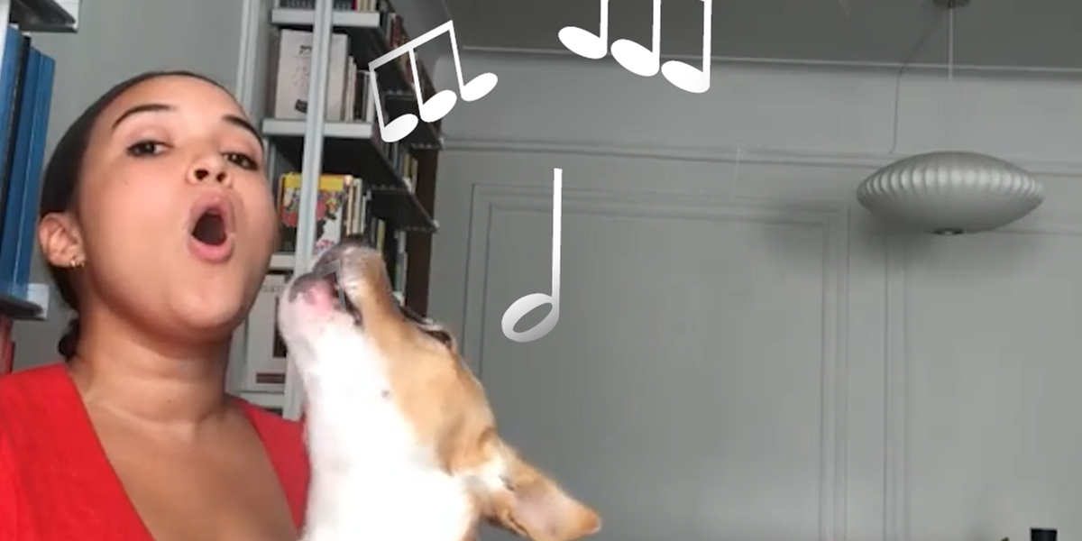 Musicians Adopt Dog Obsessed With Music - Videos - The Dodo