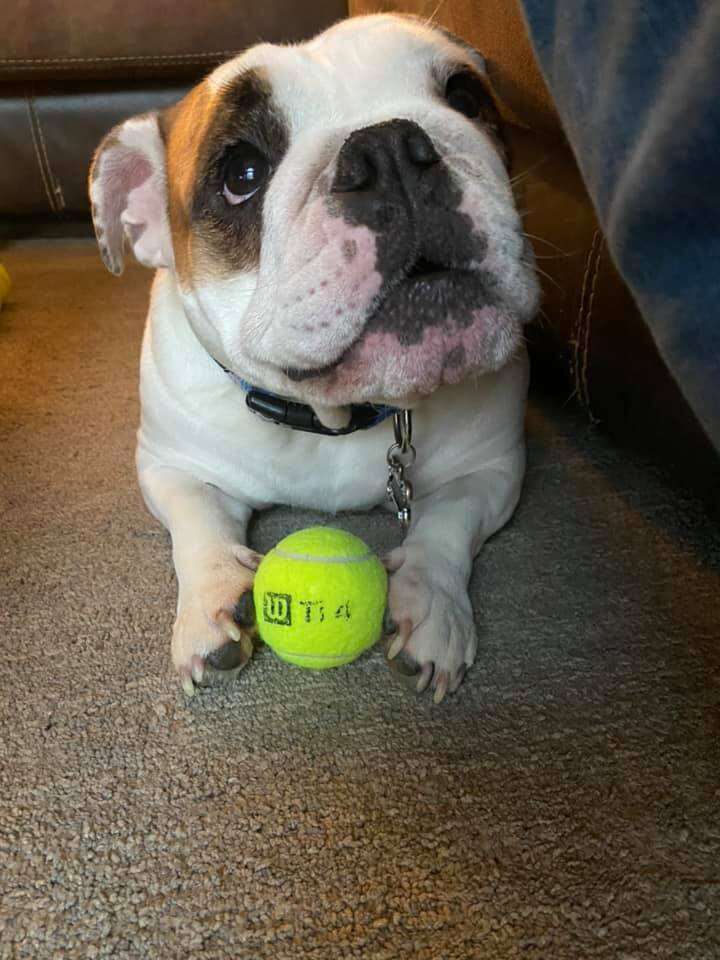 dog holding a tennis ball