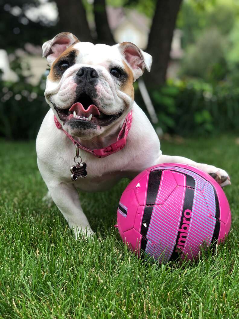 Dog playing with ball best sale