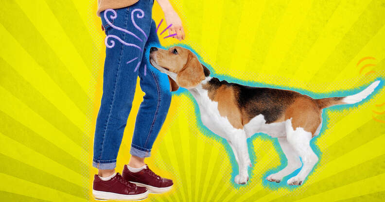 why do dogs smell your crotch