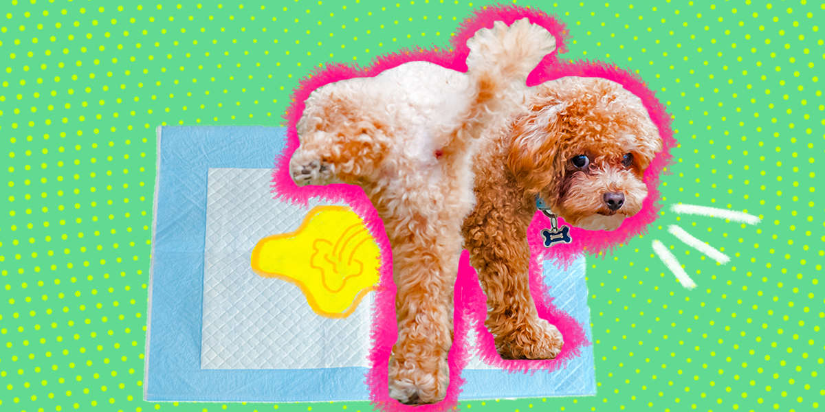 should you use puppy pads