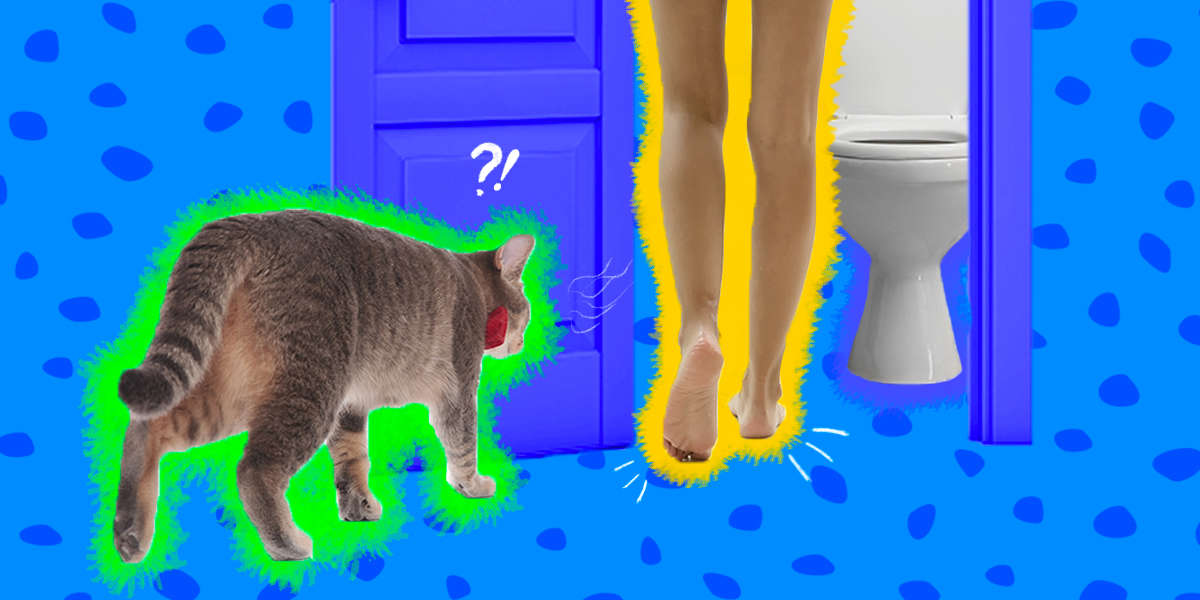 Why Does My Cat Follow Me To The Bathroom? DodoWell The Dodo