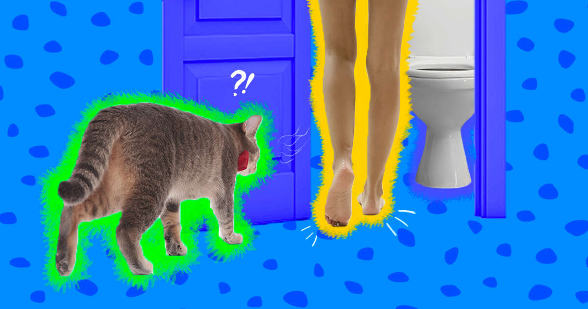 why does my cat follow me to the bathroom