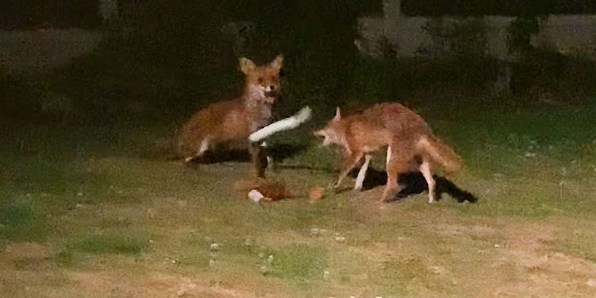 what can puppies catch from foxes