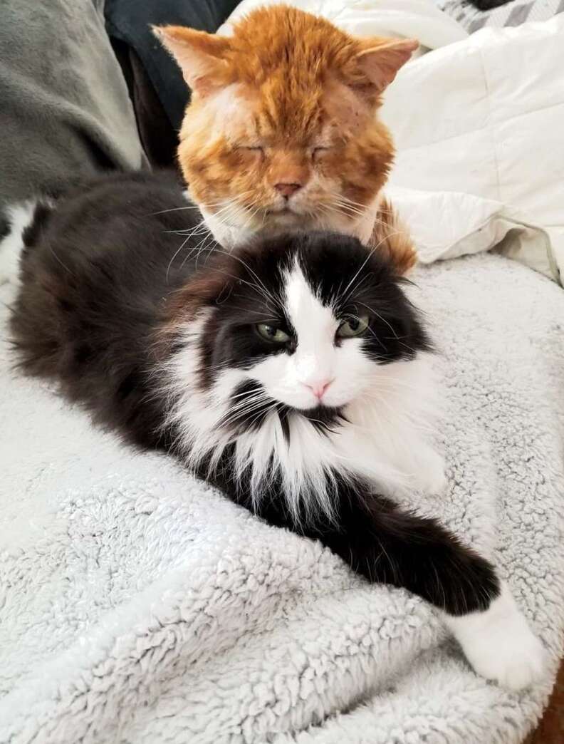 Aslan the rescue cat makes friends at his foster home