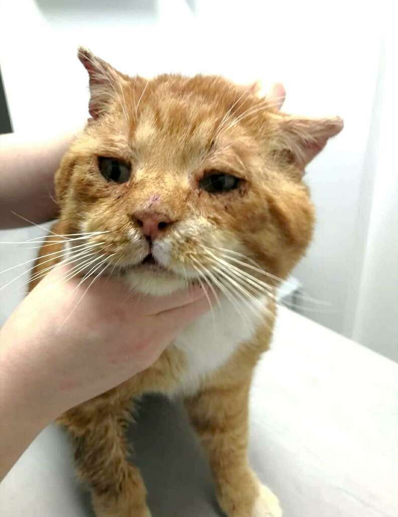 Stray Cat Knocks On Woman S Door Asking To Be Let In From The Cold The Dodo