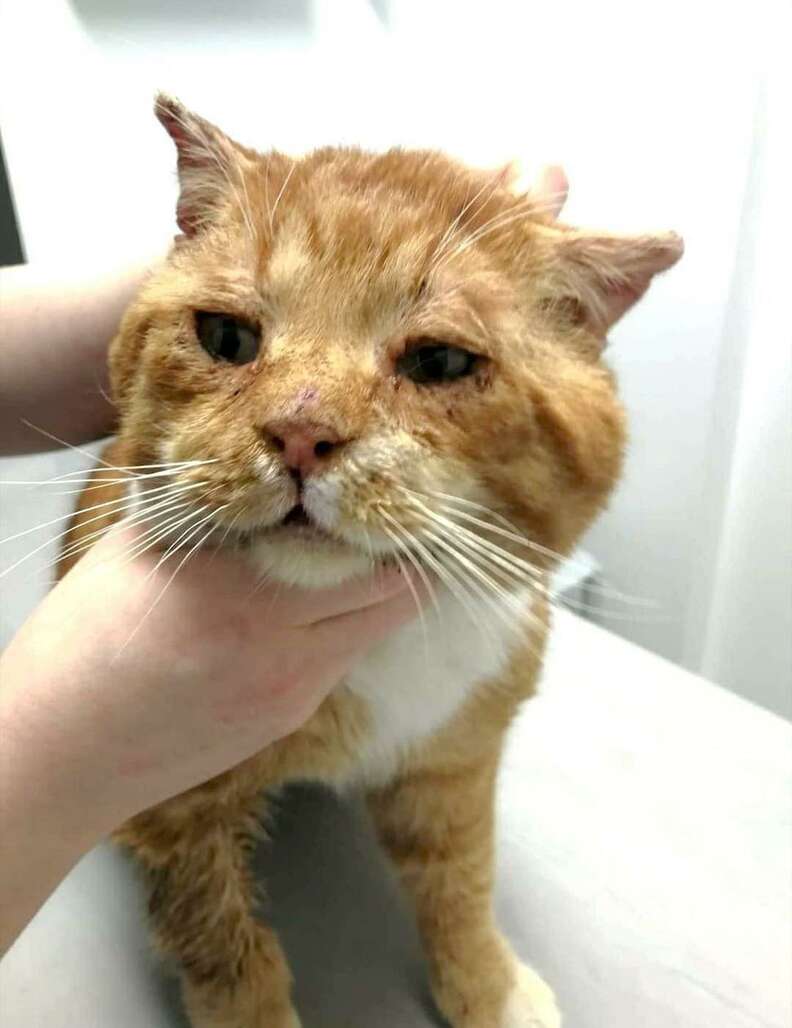 Aslan the stray cat gets evaluated at vet