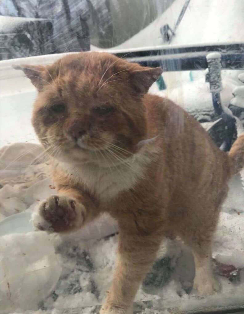 Stray cat asks to come inside