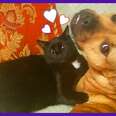 Tiny Kitten Is The Boss Of Her Big Dog Family