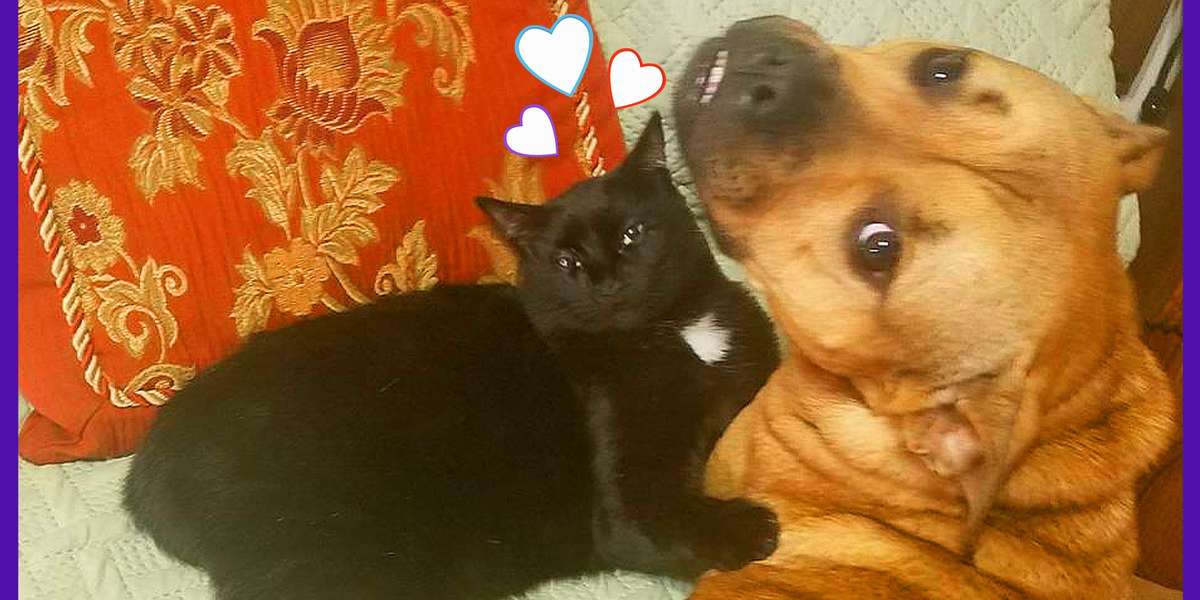 Tiny Kitten Is The Boss Of Her Big Dog Family - Videos - The Dodo