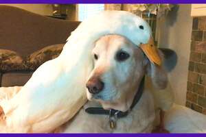 Golden Retriever Dog Loves His Duck Best Friend