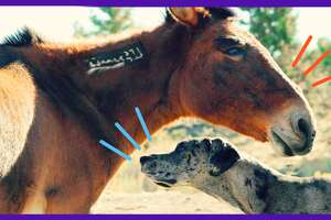 Scared Horses Are Helped By A Hero Dog