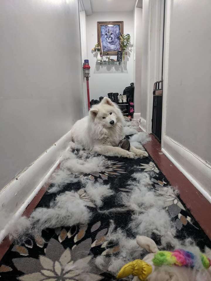 Woman Makes Boots Out Of Dog's Fur - The Dodo