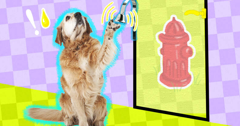Training Your Dog To Use Potty Bells DodoWell The Dodo
