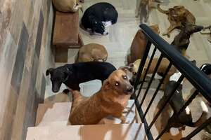 Guy Brings 300 Dogs Into His House During A Hurricane