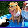  These Ducks Can’t Stop Sticking Their Beaks in Dogs’ Mouths 