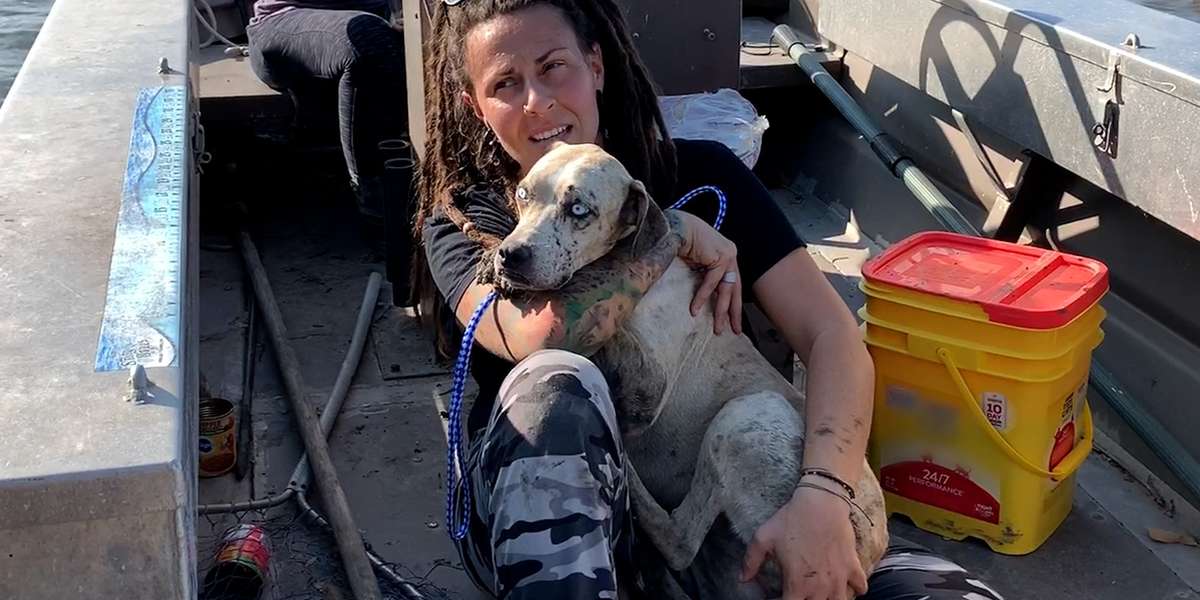 Dog Stranded On Island Melts Into Her Rescuer's Arms - Videos - The Dodo